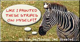 zebrastripes.jpg
